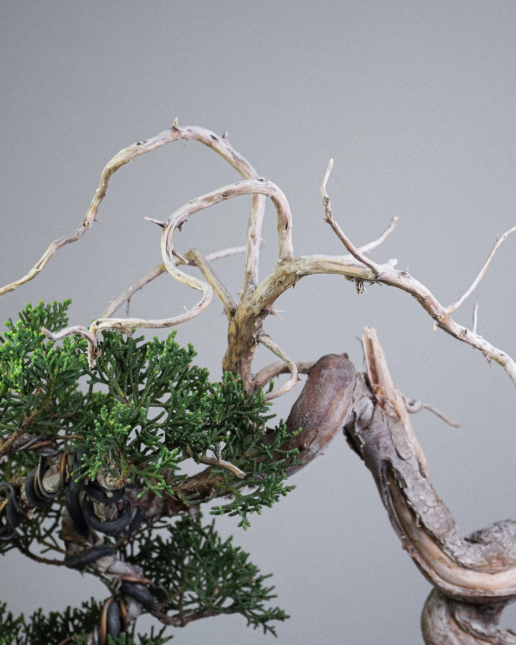 系魚川真柏 Itoigawa Shimpaku Juniper 頂部白色神枝線條與枯榮美學展示 盆栽香港辦公室植物