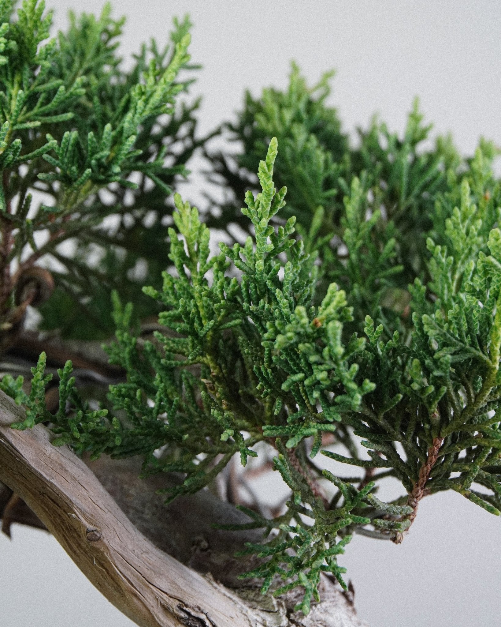 Itoigawa Juniper - Bonso