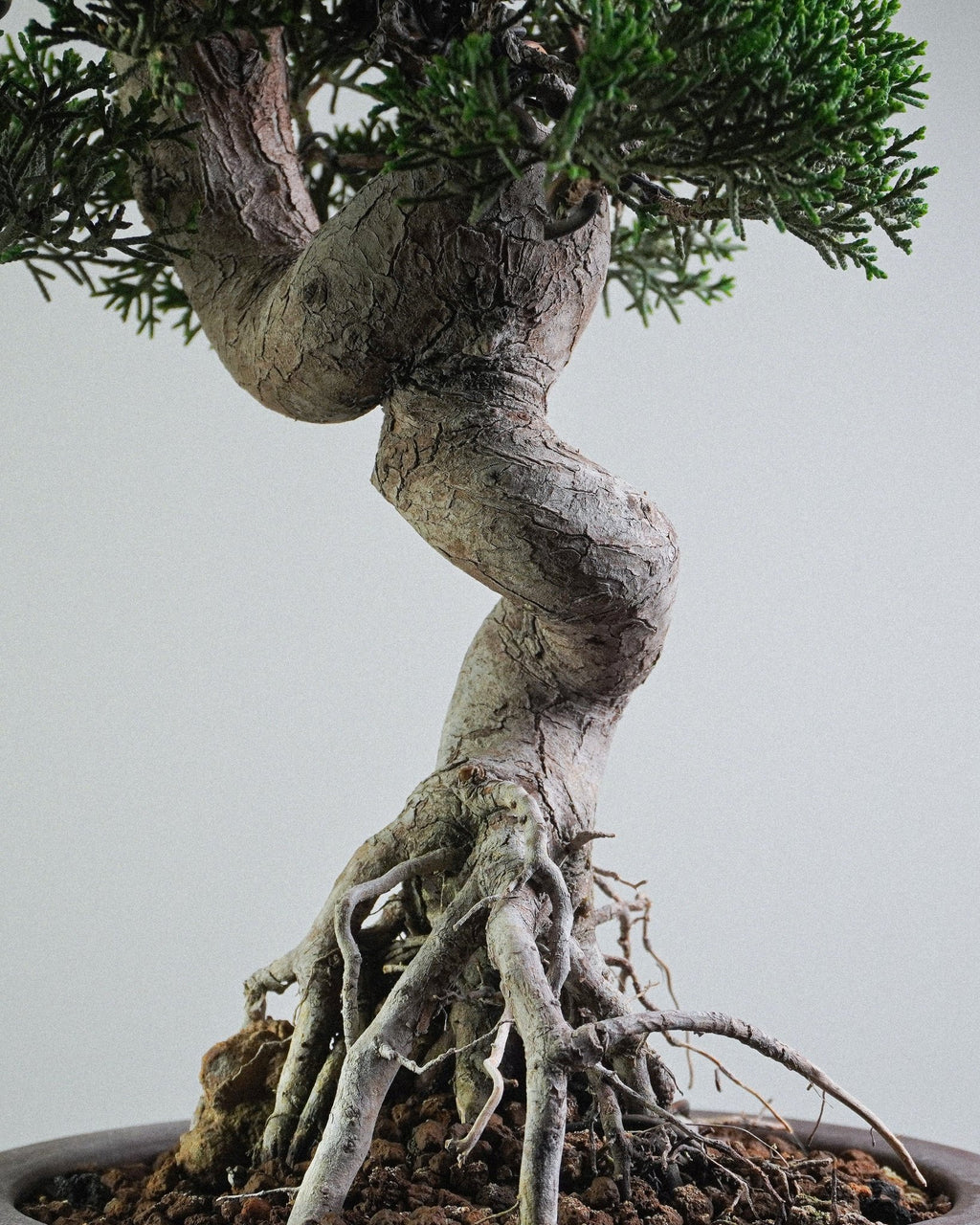 Itoigawa Juniper - Bonso