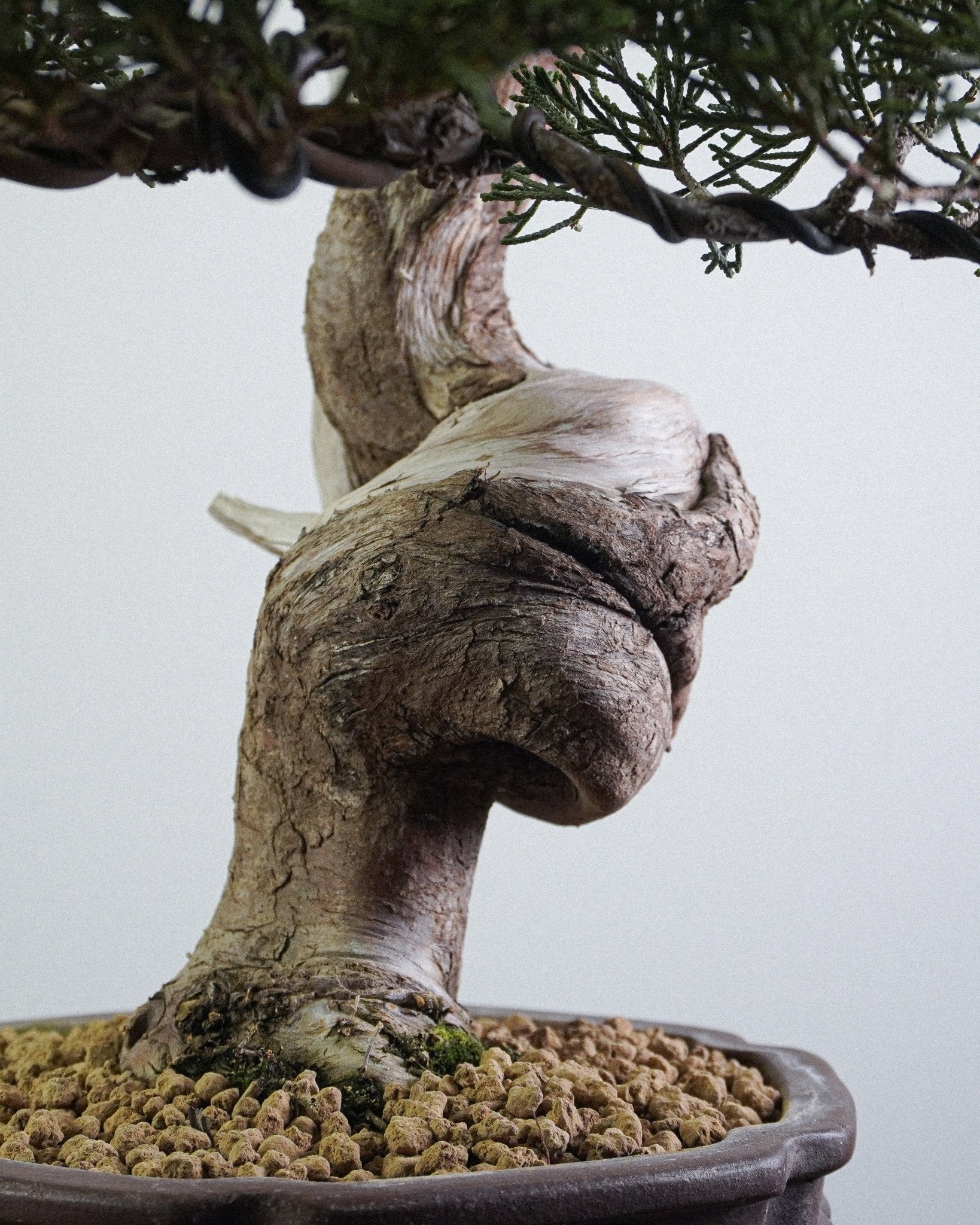 系魚川真柏 Itoigawa Shimpaku Juniper 樹幹底部隆起與荒皮質感展示 盆景香港室內植物