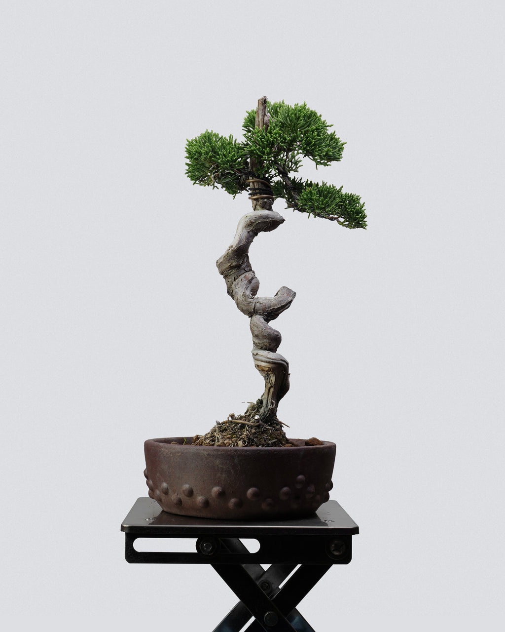 Itoigawa Juniper