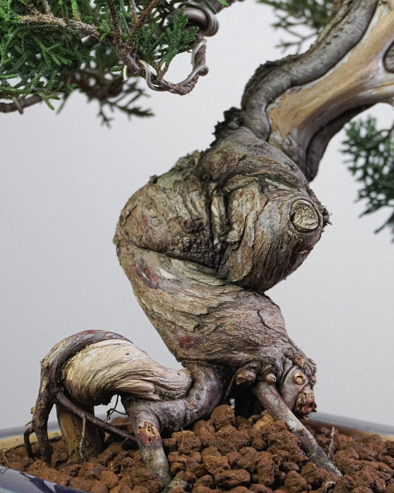 系魚川真柏 Itoigawa Shimpaku Juniper 底部S型扭幹與根基結構特寫 盆景香港室內植物