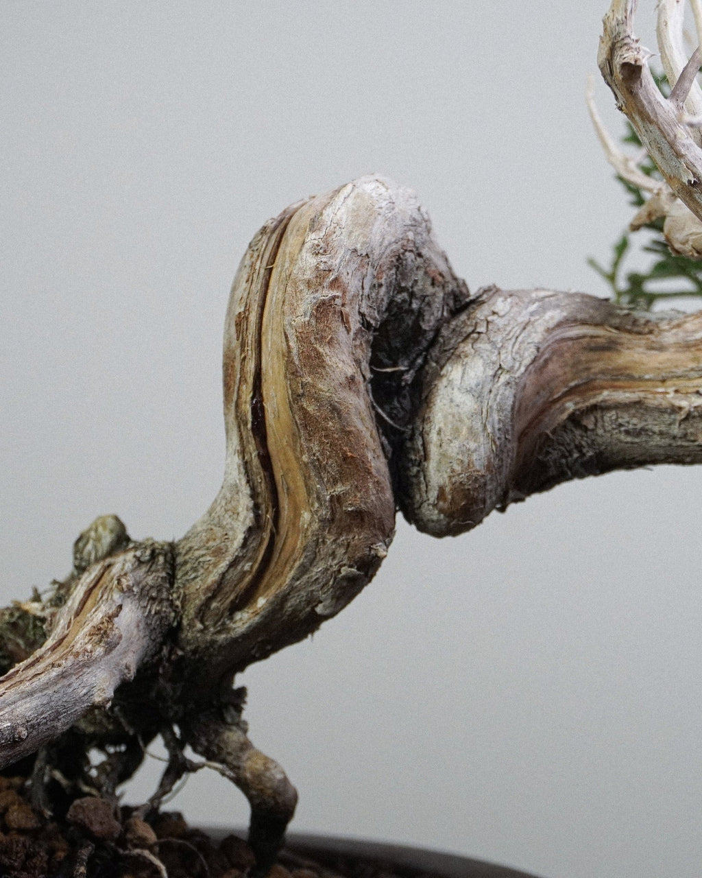 Itoigawa Juniper - Bonso