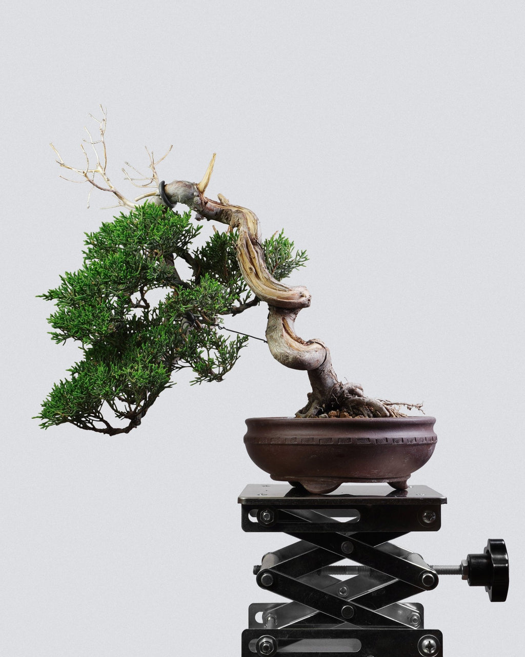 Itoigawa Juniper - Bonso