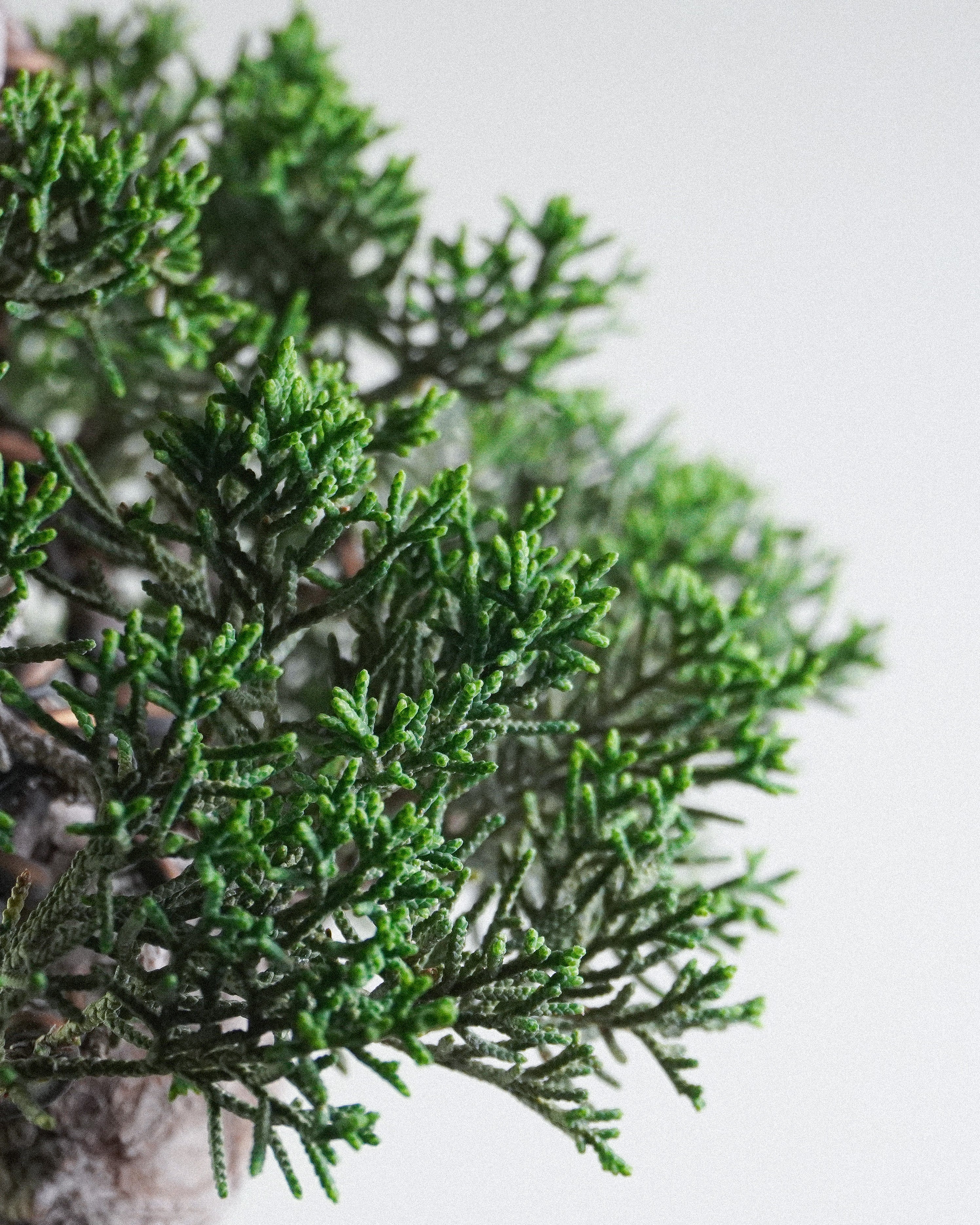 系魚川真柏 Itoigawa Shimpaku Juniper Bonsai 茂密枝葉層次與頂部樹冠展示 盆栽香港室內植物