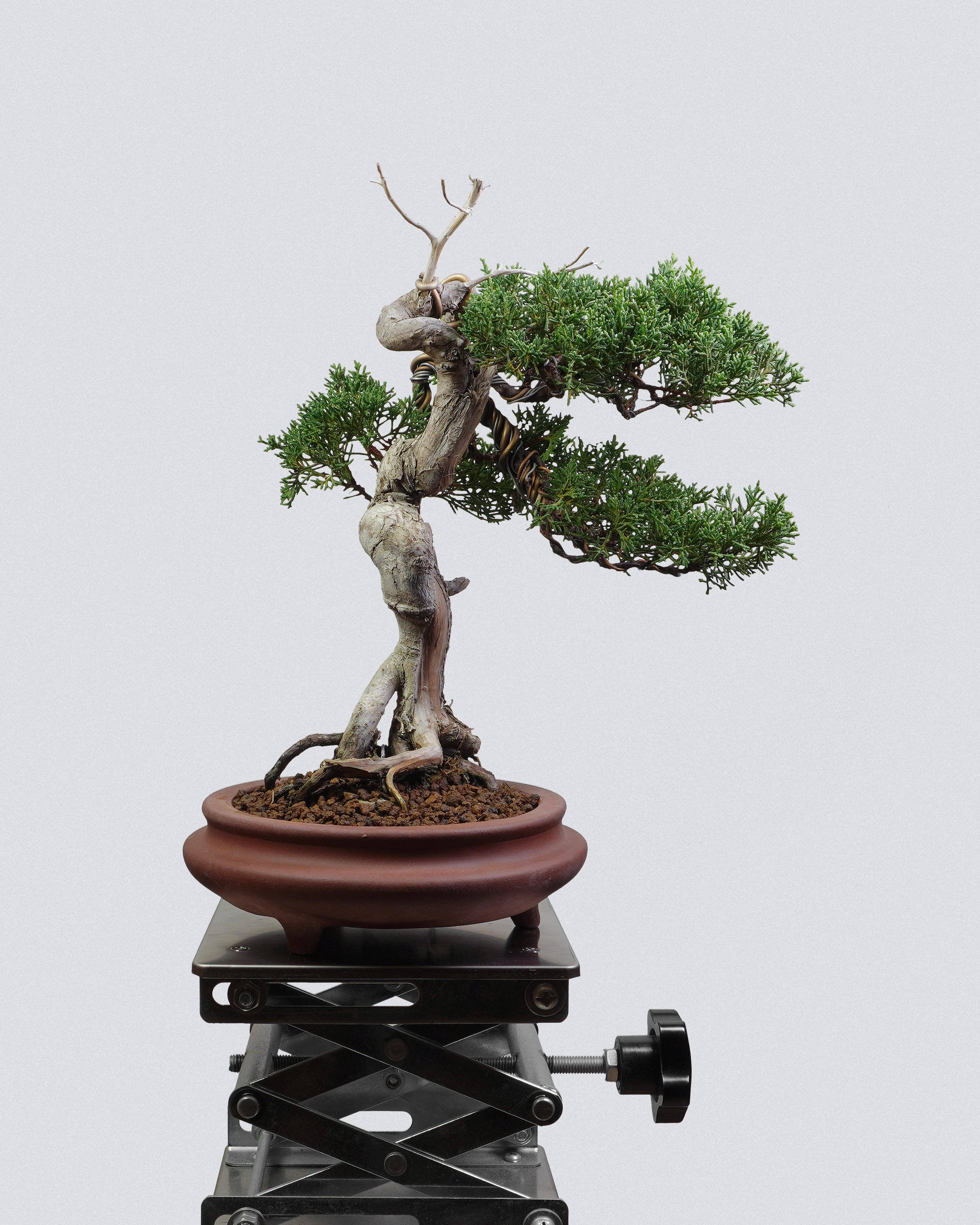 Itoigawa Juniper