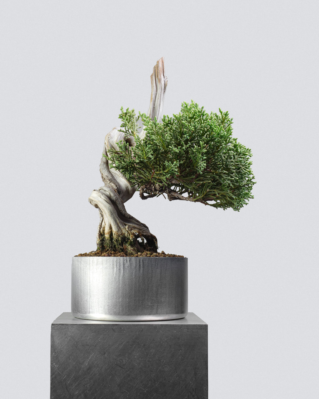 Itoigawa Juniper 142