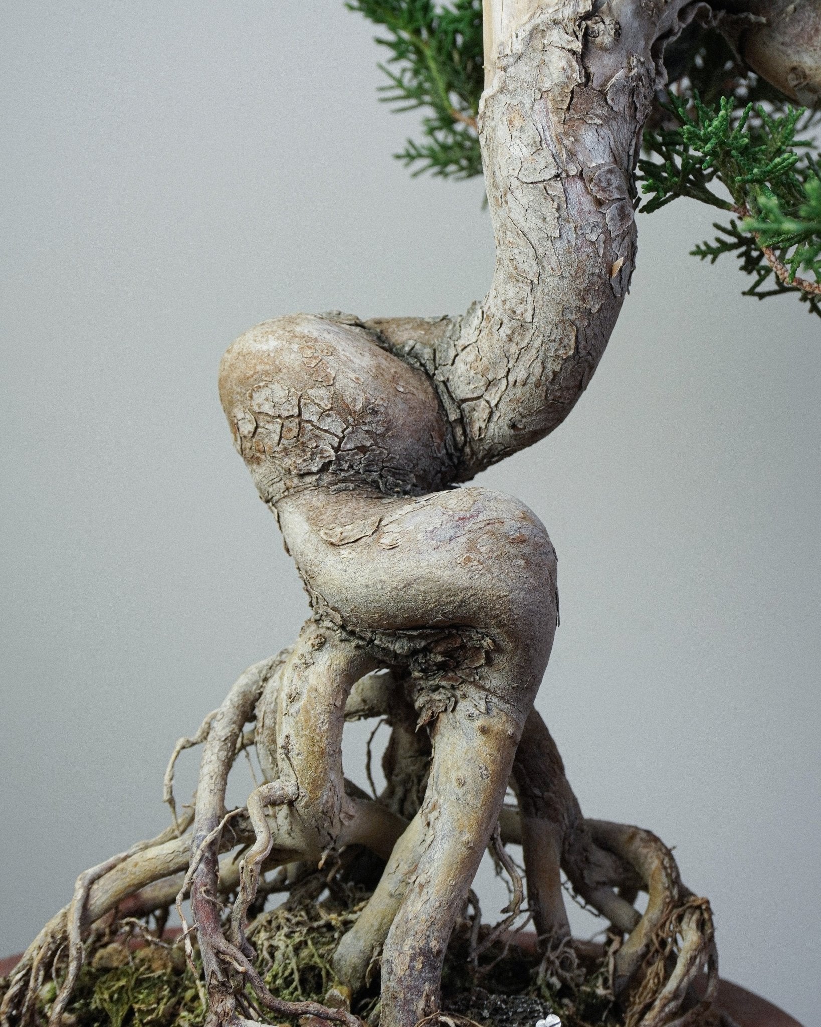Itoigawa Juniper - Bonso