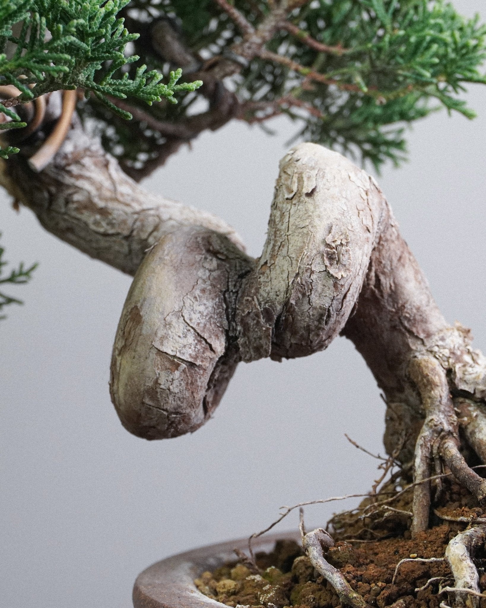 Itoigawa Juniper - Bonso