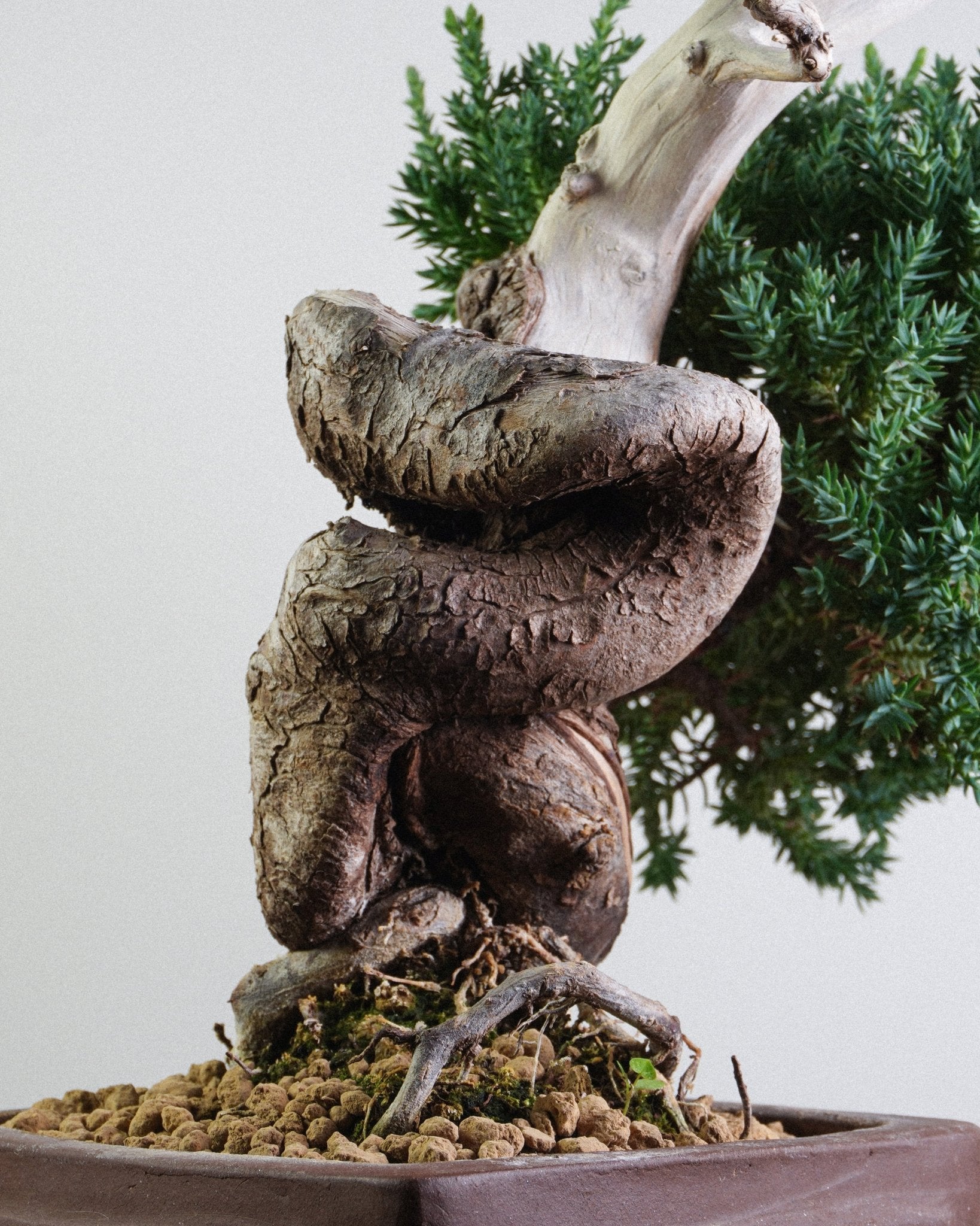 新西蘭珍珠柏 Juniperus chinensis L. 日本職人手造小品盆配搭 室内綠色裝飾