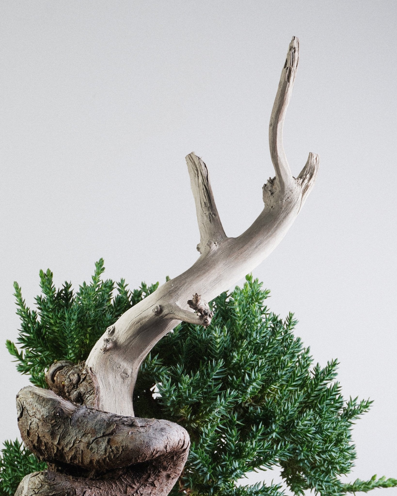 新西蘭珍珠柏 Juniperus chinensis L. 橫伸層次頂部展示 禪意辦公室盆栽