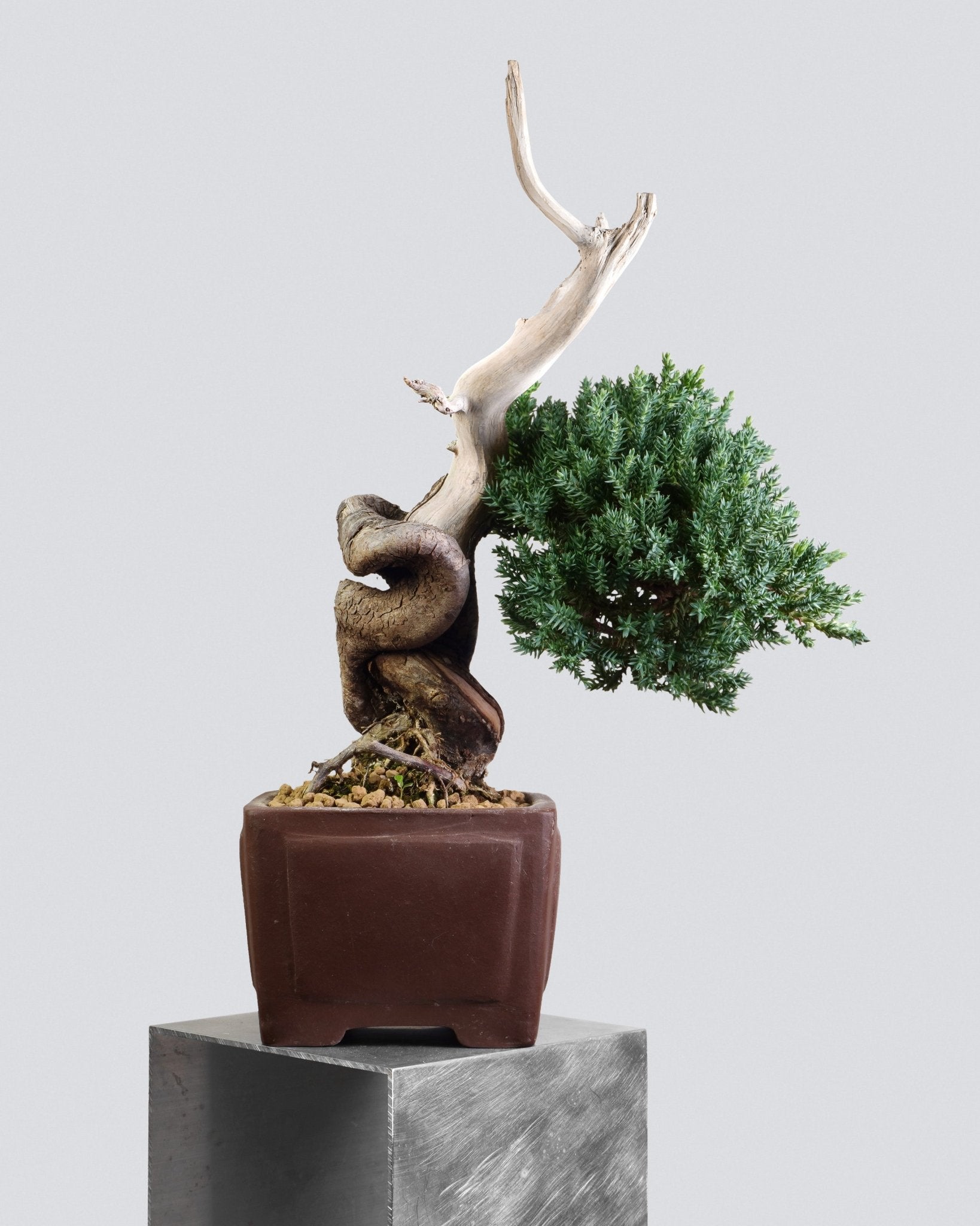 新西蘭珍珠柏 Juniperus chinensis L. 扭幹造型 迷你小品盆景 香港
