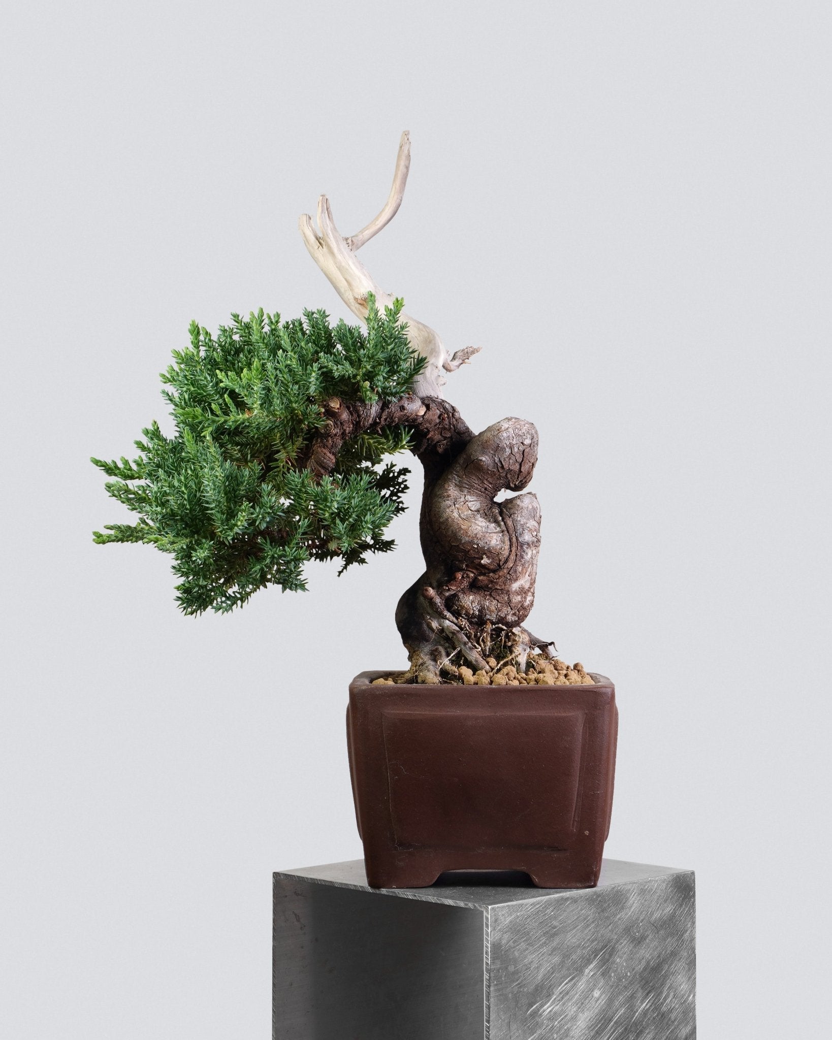 新西蘭珍珠柏 Juniperus chinensis L. 珍珠狀細葉 迷你盆栽香港