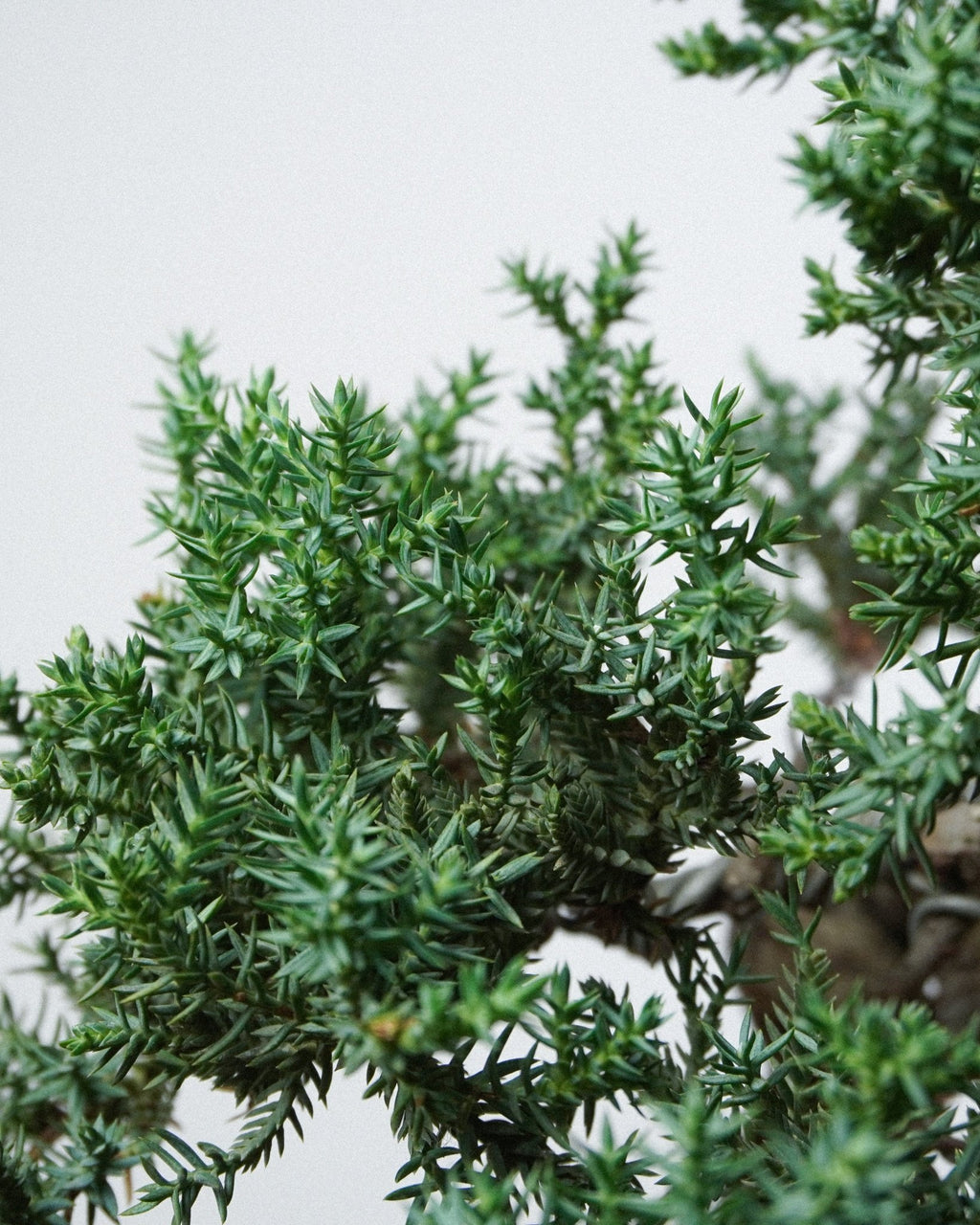 新西蘭珍珠柏 Juniperus chinensis L. 珍珠狀細密鱗葉特寫 辦公室桌上盆栽
