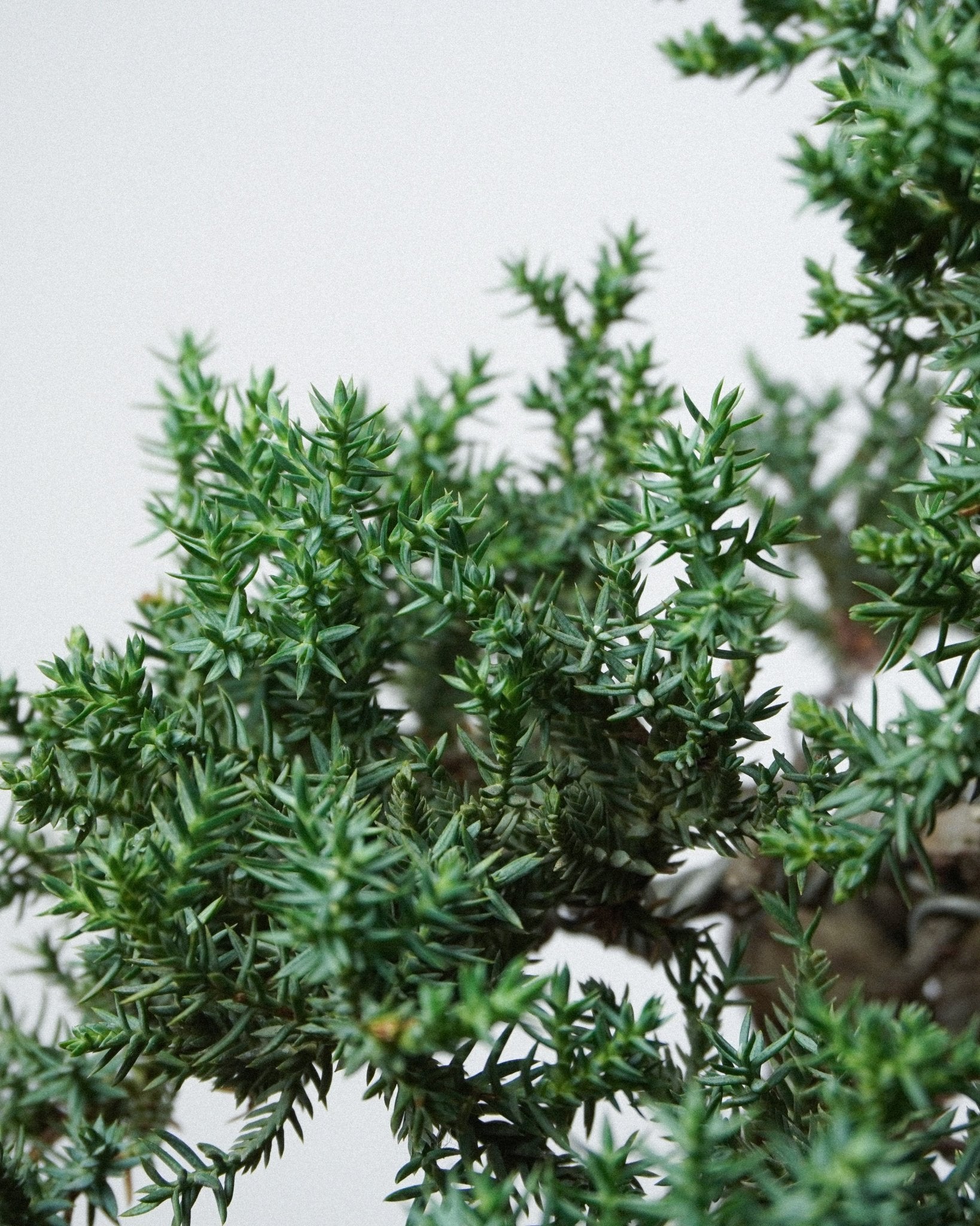 新西蘭珍珠柏 Juniperus chinensis L. 珍珠狀細密鱗葉特寫 辦公室桌上盆栽