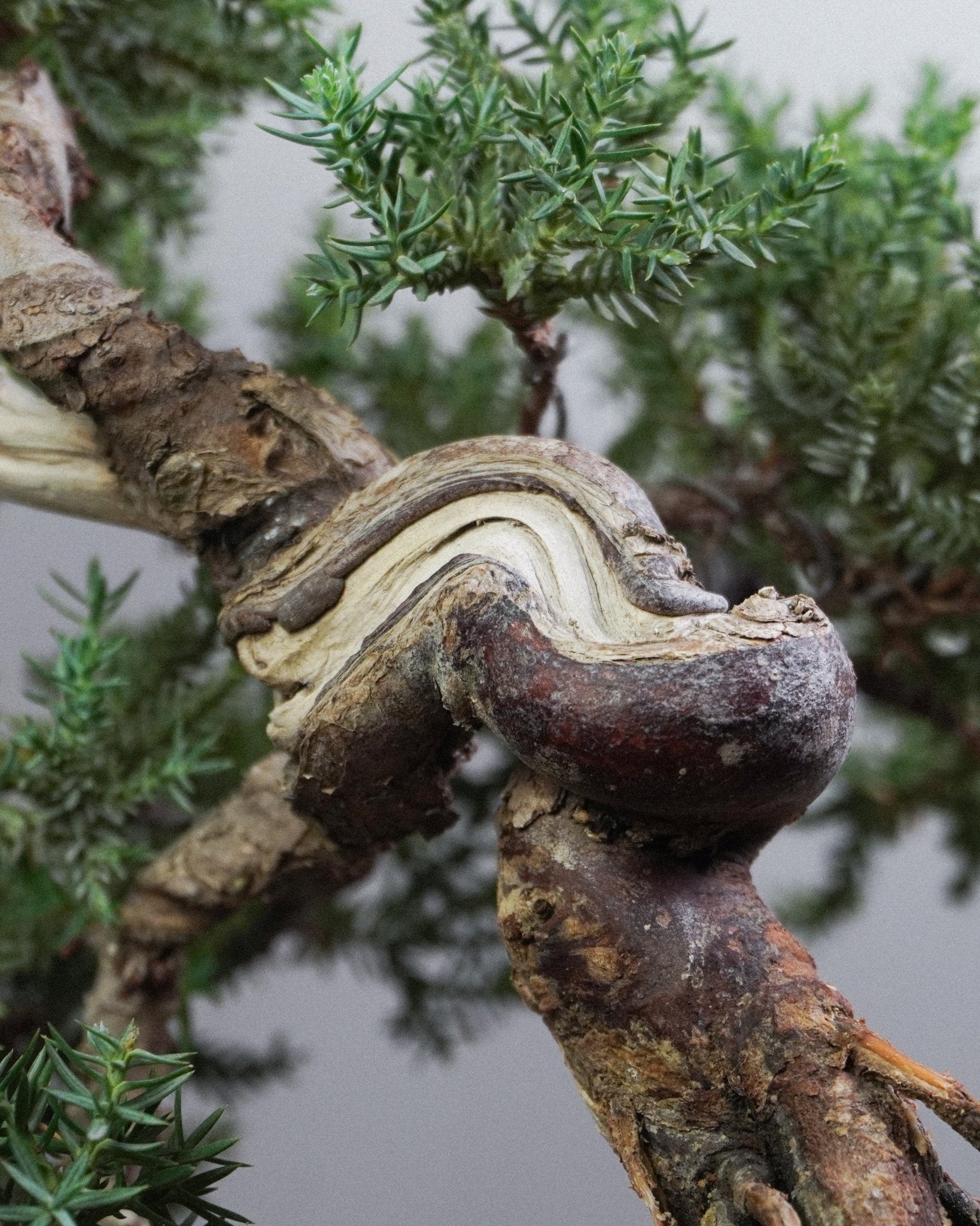 新西蘭珍珠柏 Juniperus chinensis L. 劇烈扭曲枝幹與舍利干細節 盆景造型藝術