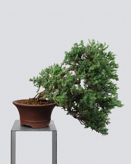 新西蘭珍珠柏 Juniperus chinensis L. 樹冠層次與空間分佈 迷你小品盆景香港