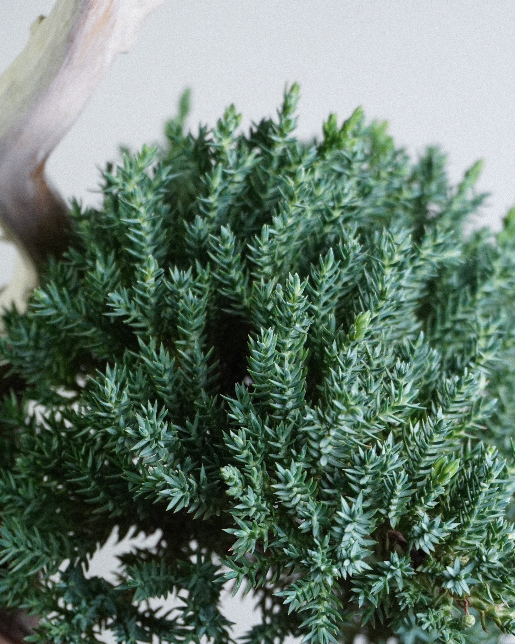 新西蘭珍珠柏 Juniperus chinensis L. 珍珠狀極細密葉片特寫 專業盆景藝術