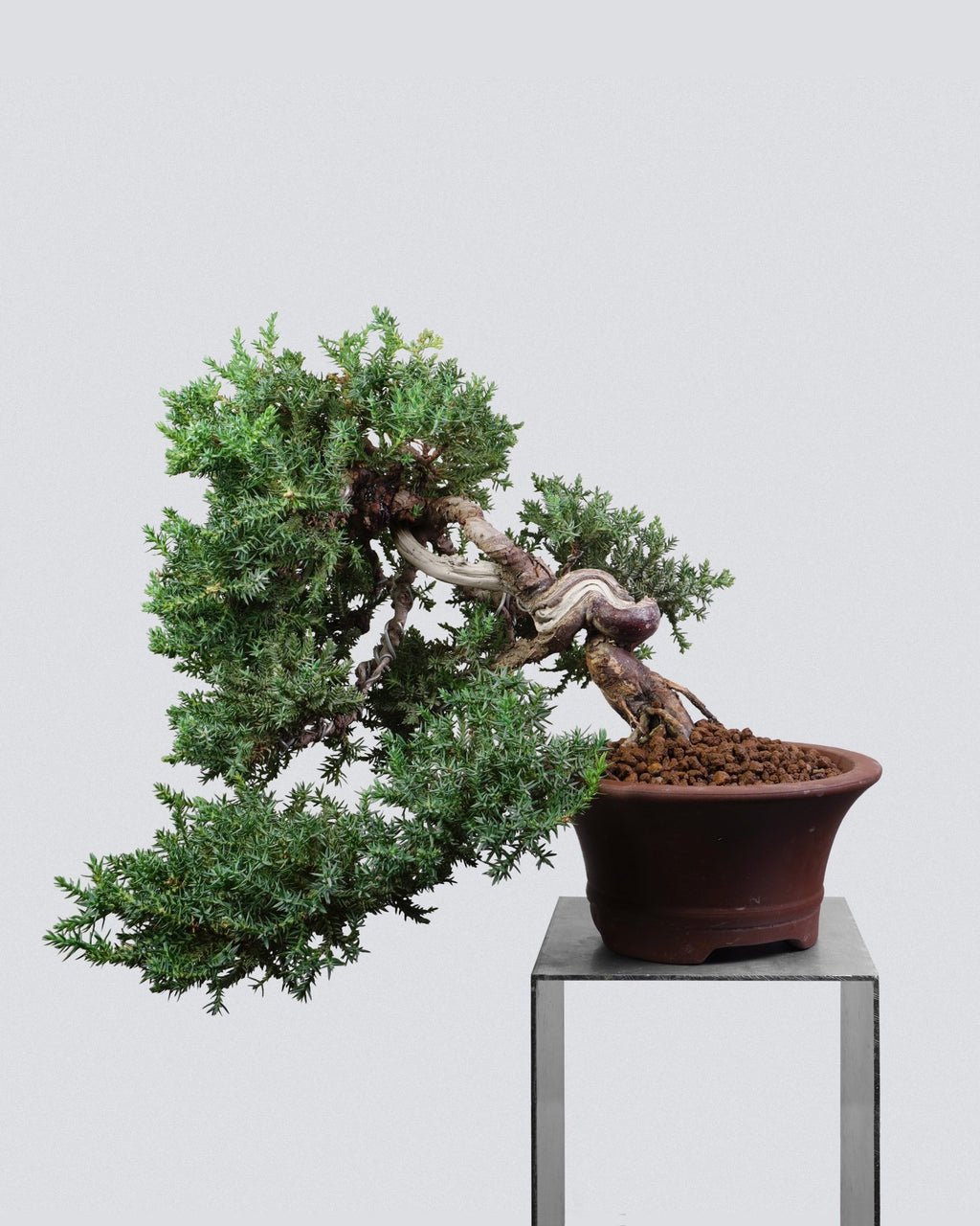 新西蘭珍珠柏 Juniperus chinensis L. 橫伸自然樹型全貌 迷你小品盆景香港