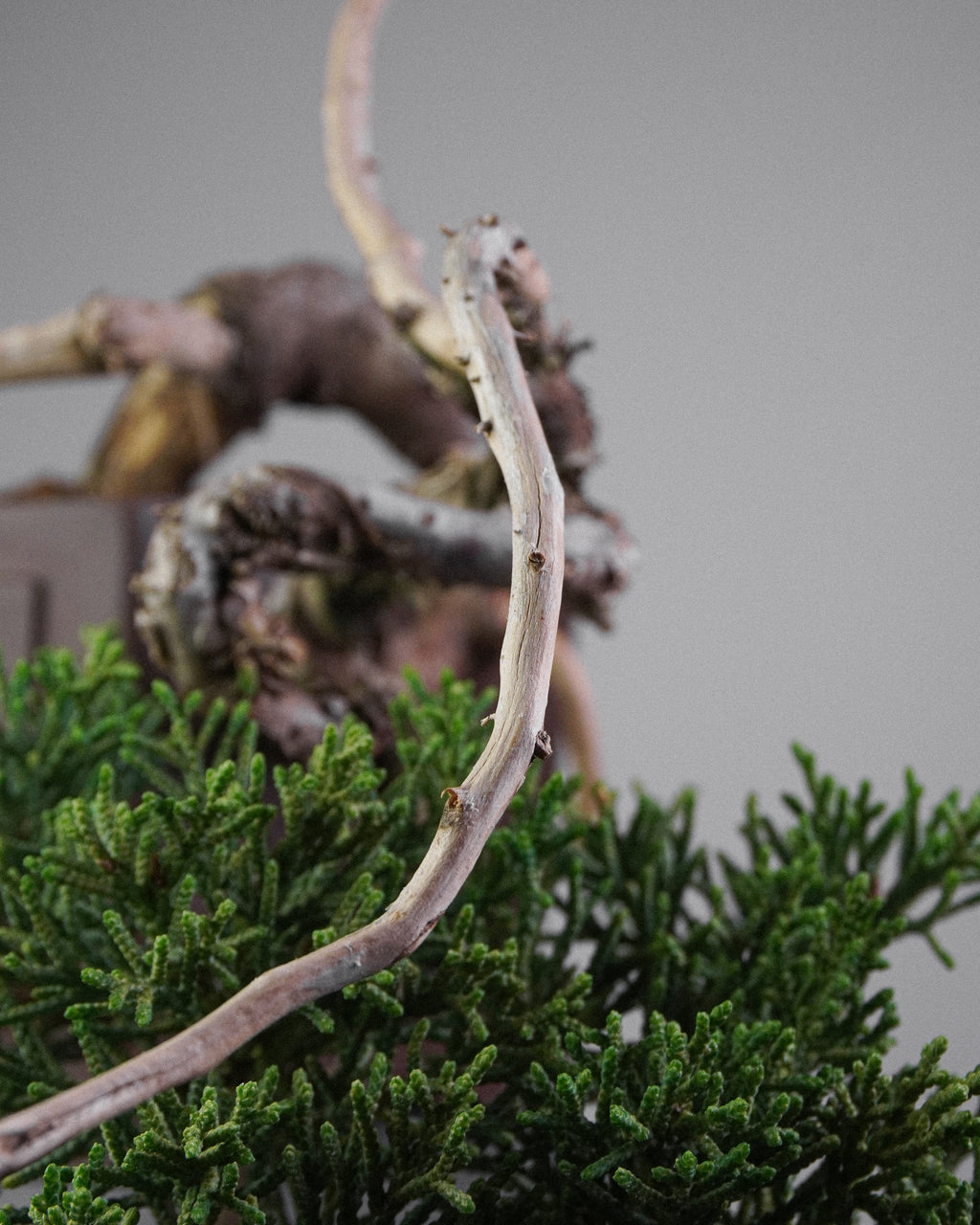 Kishu Juniper 015