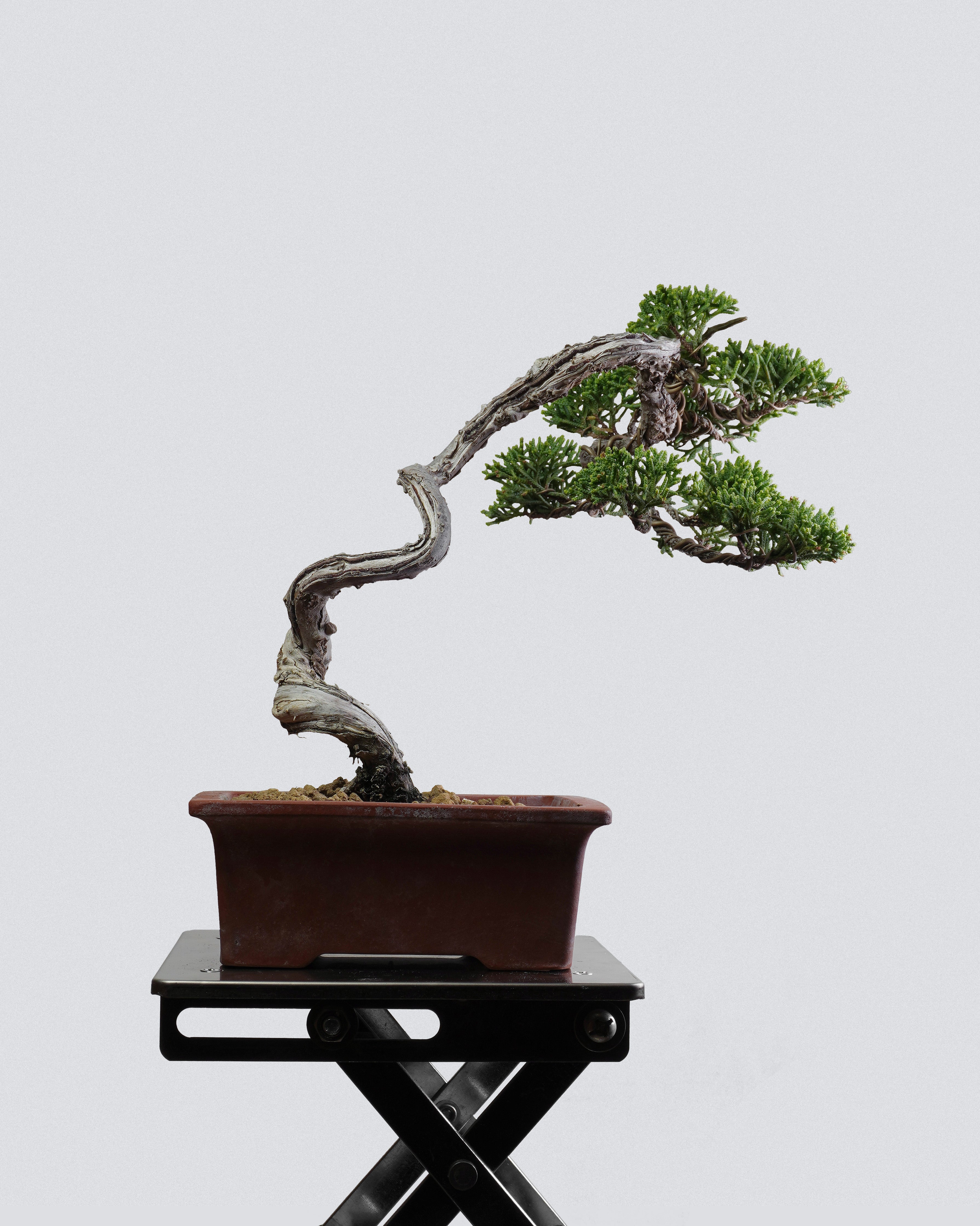 Kishu Juniper