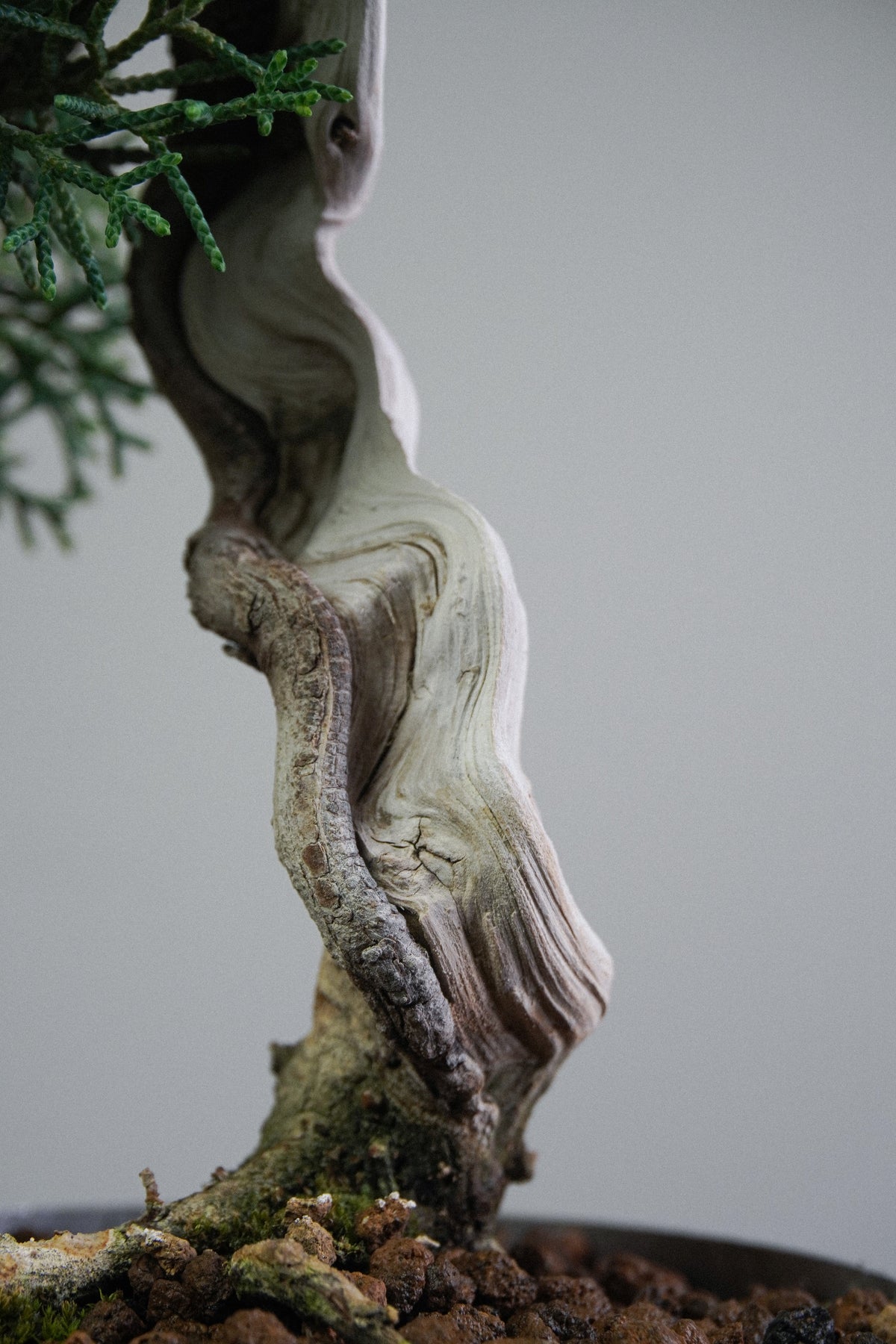 Kishu Juniper 014