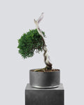 Kishu Juniper 014