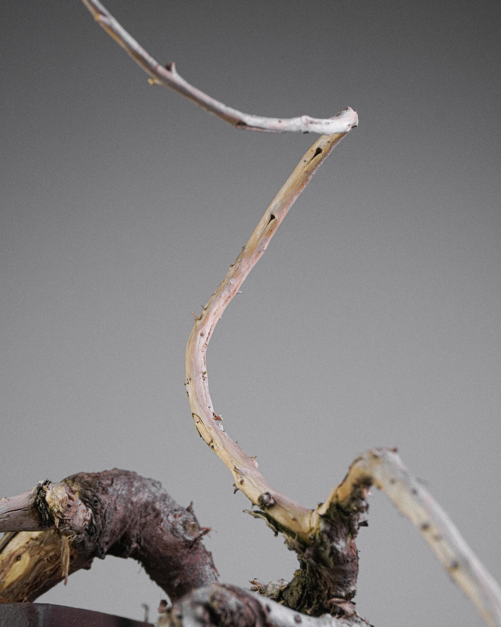 Kishu Juniper 015
