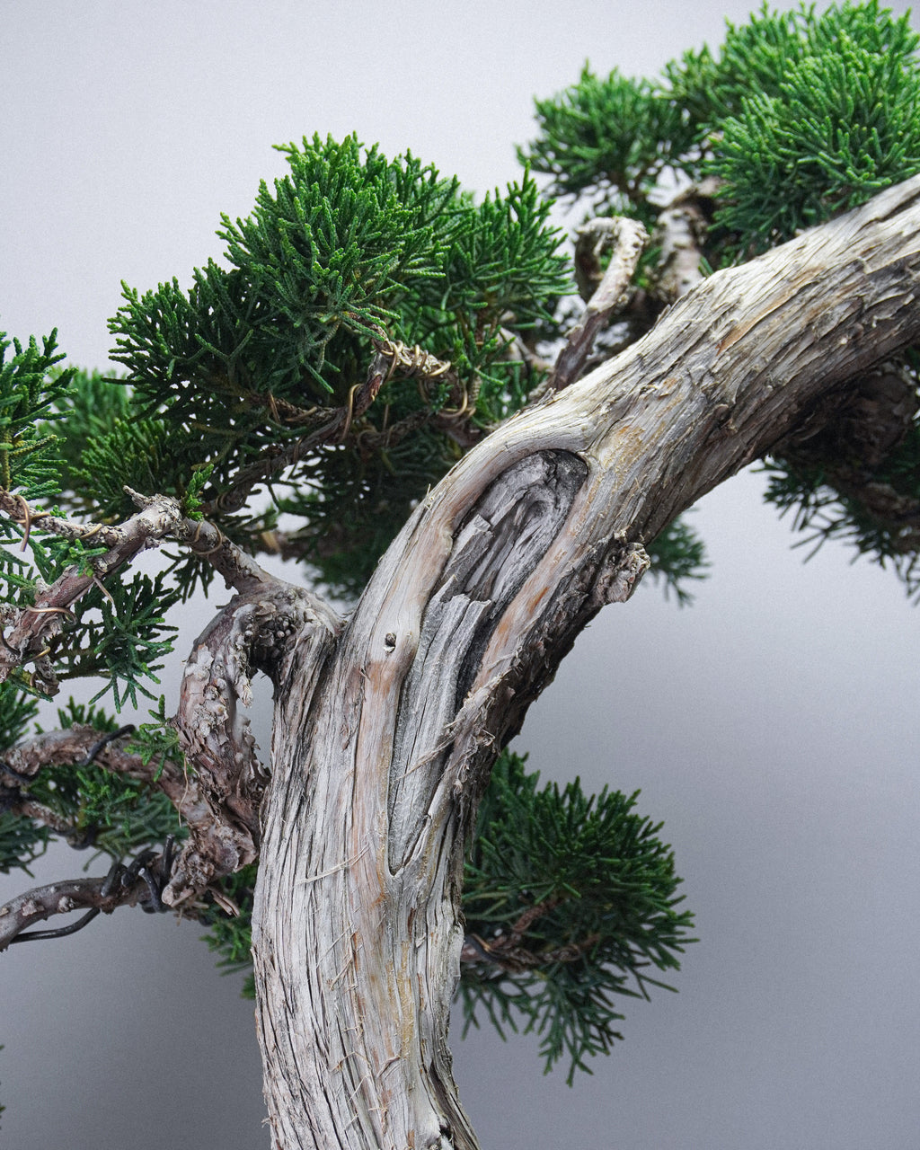 Kishu Juniper