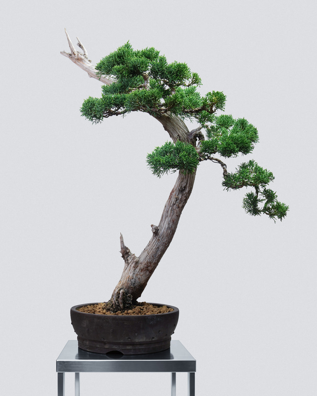 Kishu Juniper