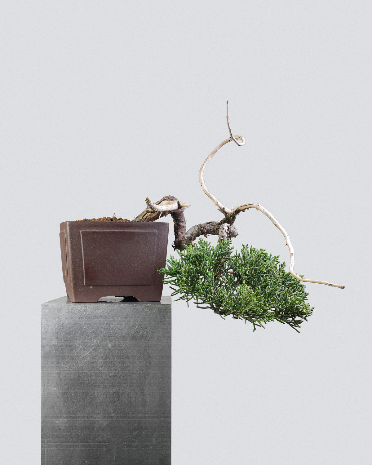 Kishu Juniper 015