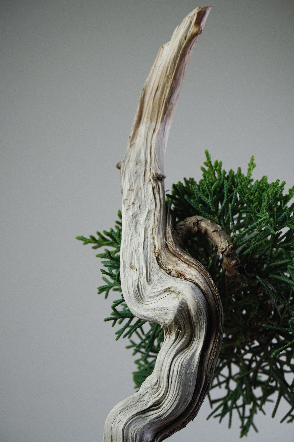 Kishu Juniper 014