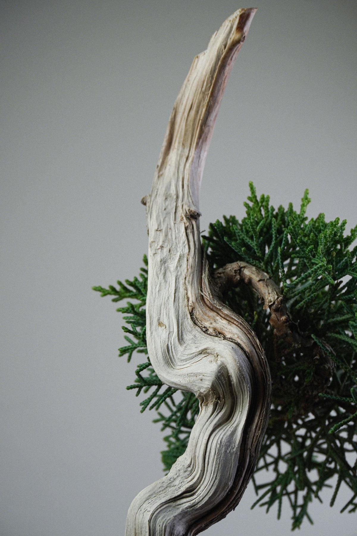 Kishu Juniper 014