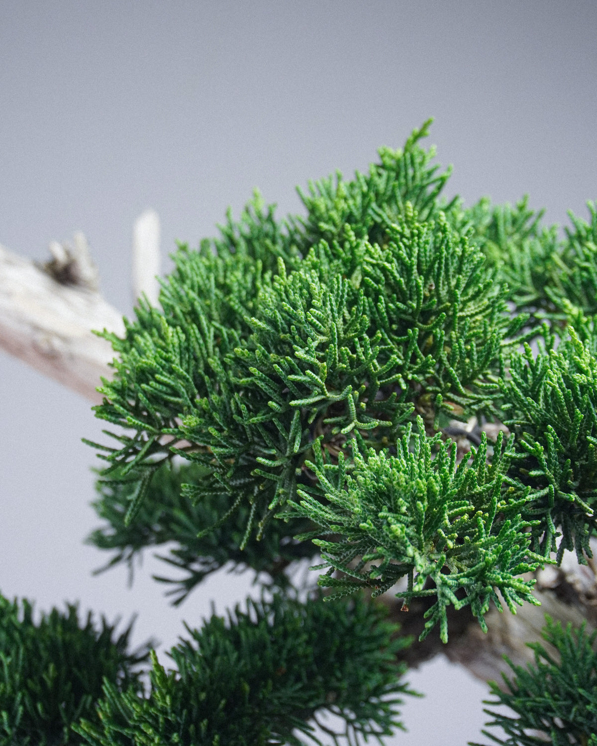 Kishu Juniper