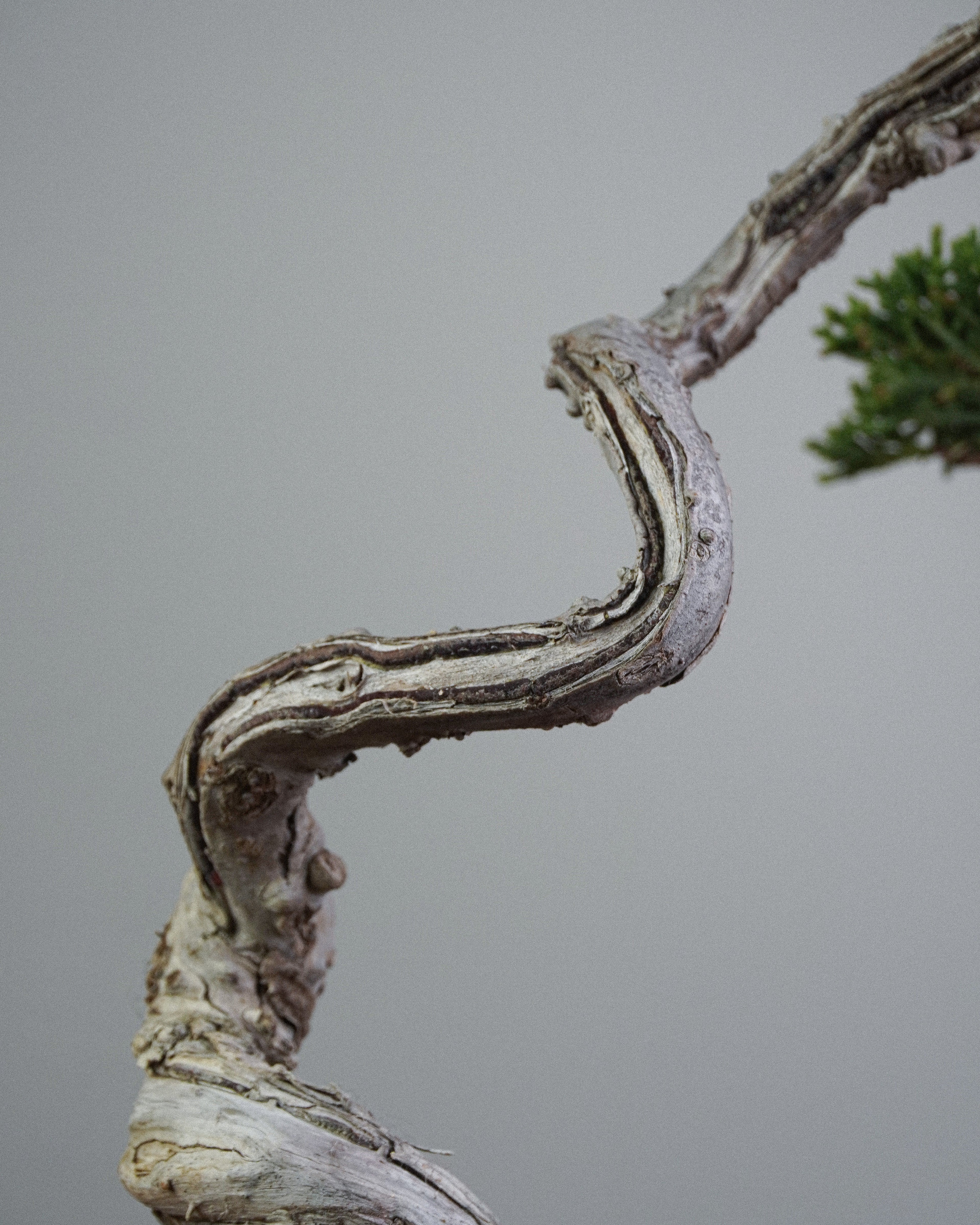 Kishu Juniper