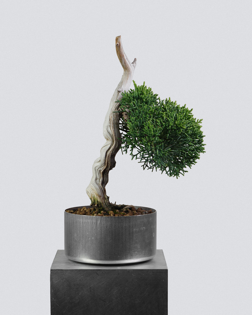 Kishu Juniper 014