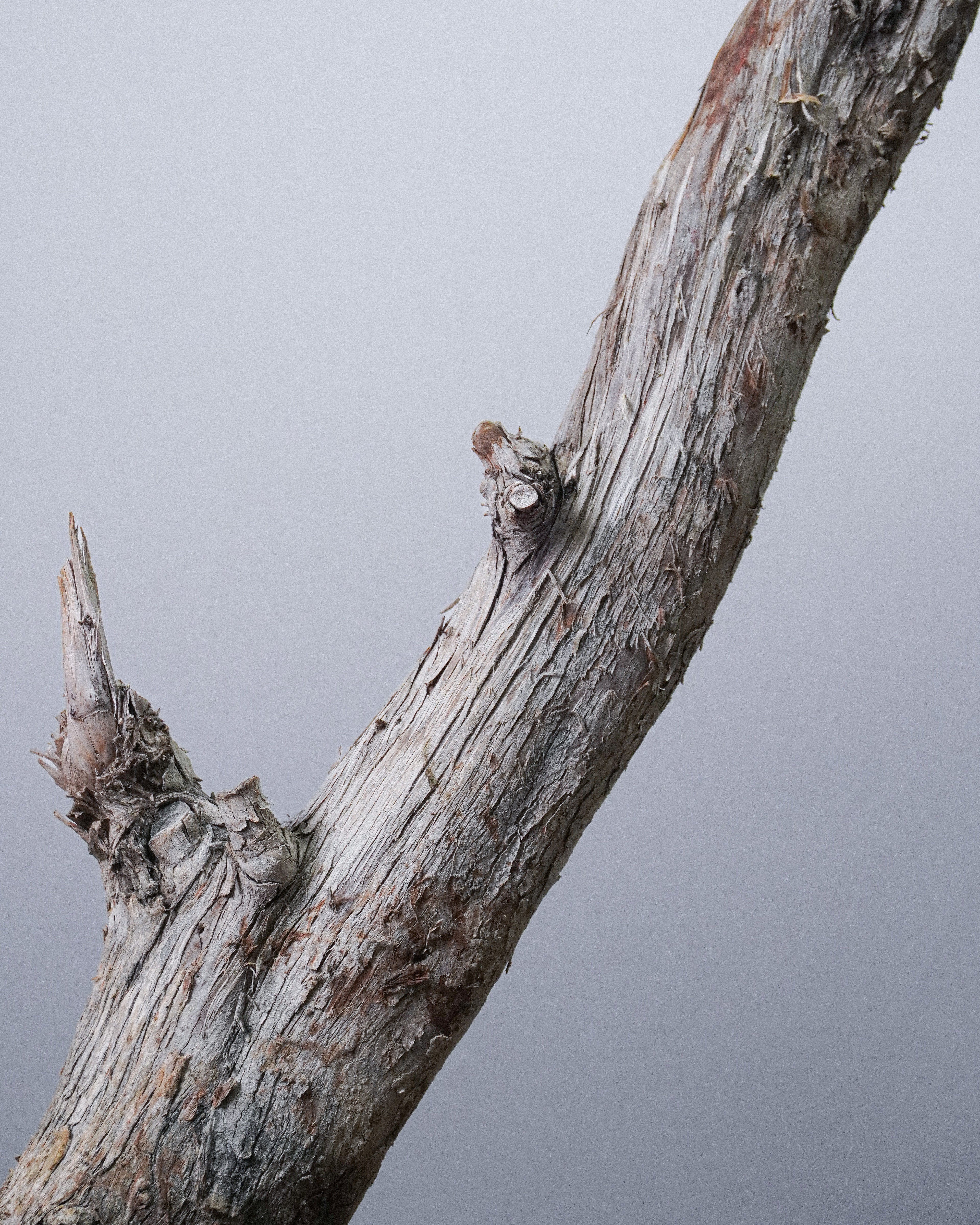 Kishu Juniper