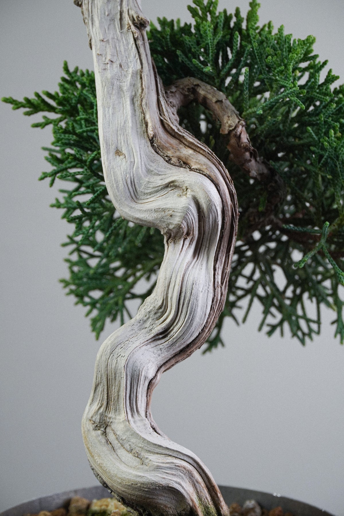 Kishu Juniper 014