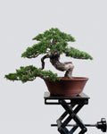 Kishu Juniper