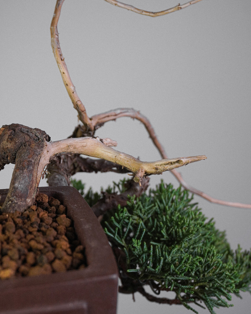 Kishu Juniper 015