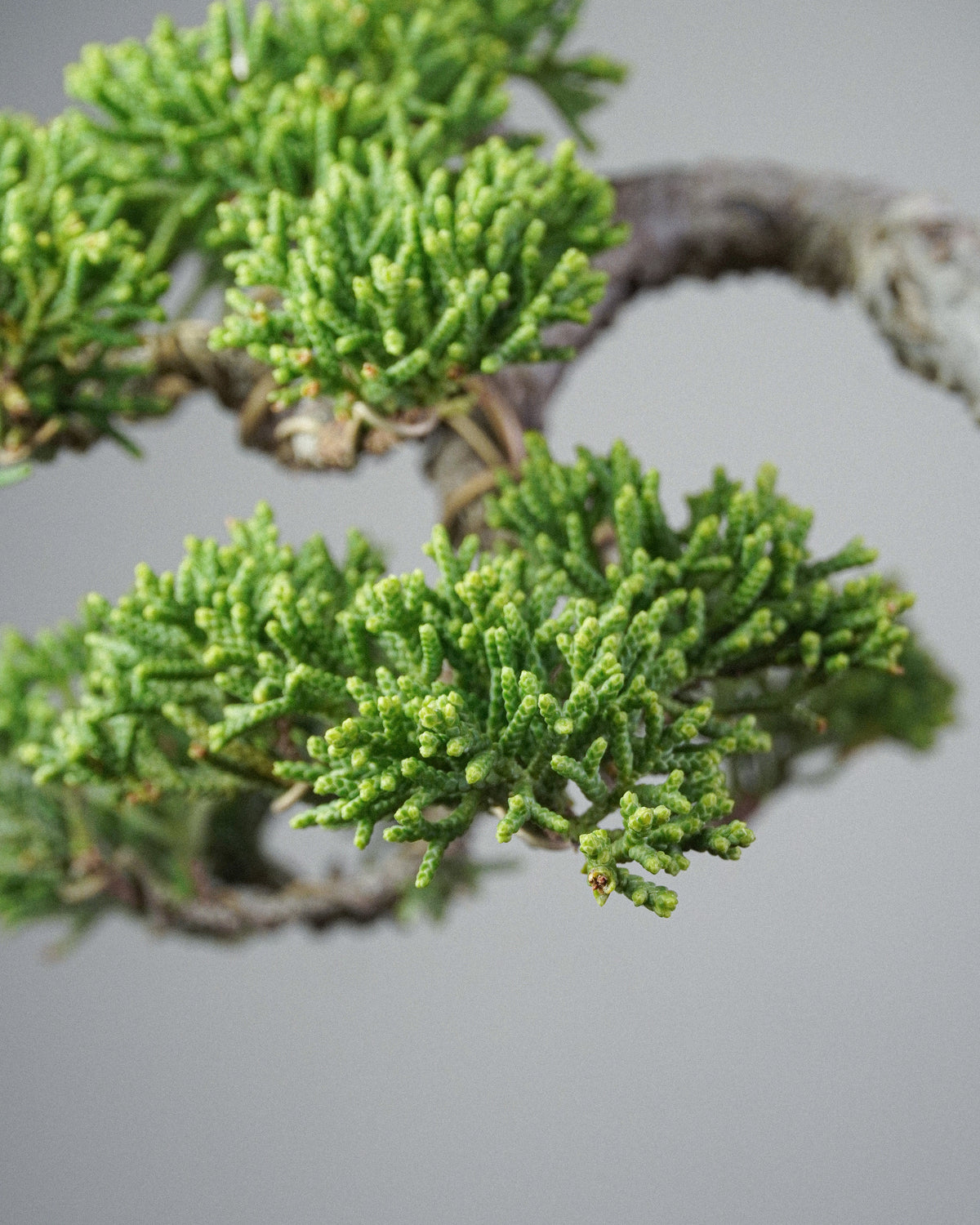 Kishu Juniper