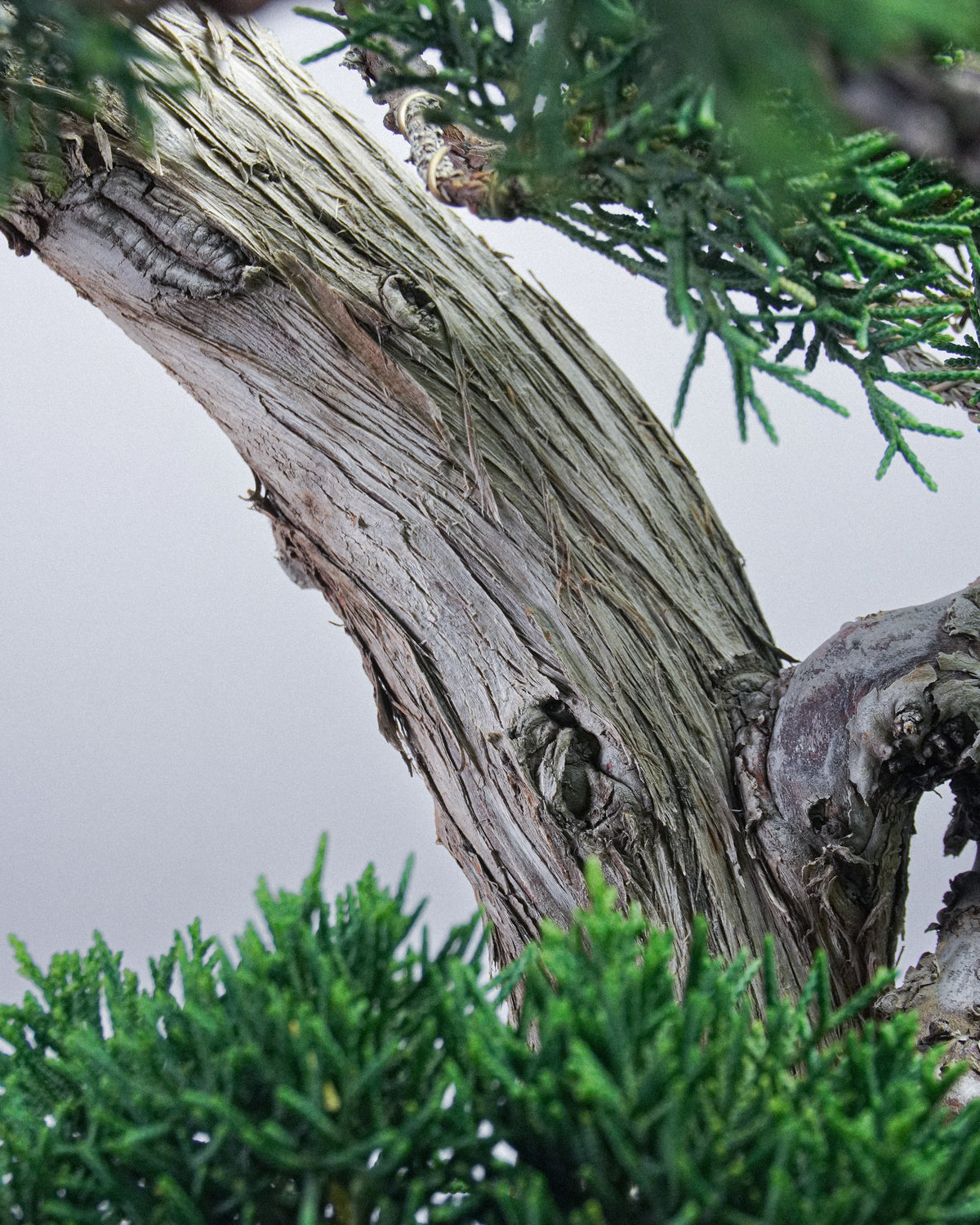 Kishu Juniper