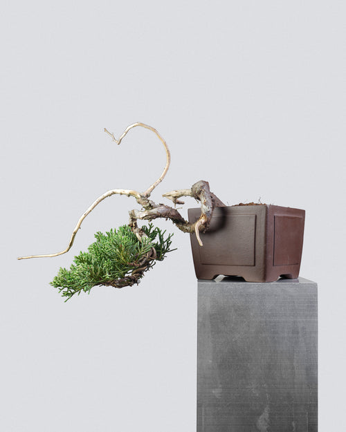 Kishu Juniper 015