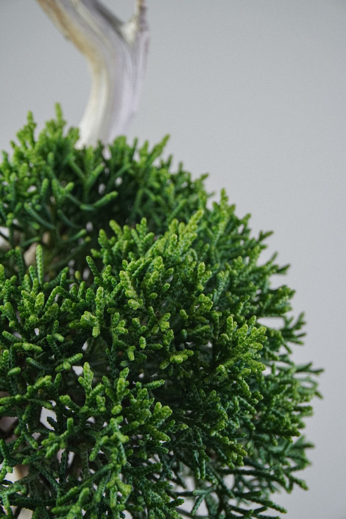 Kishu Juniper 014