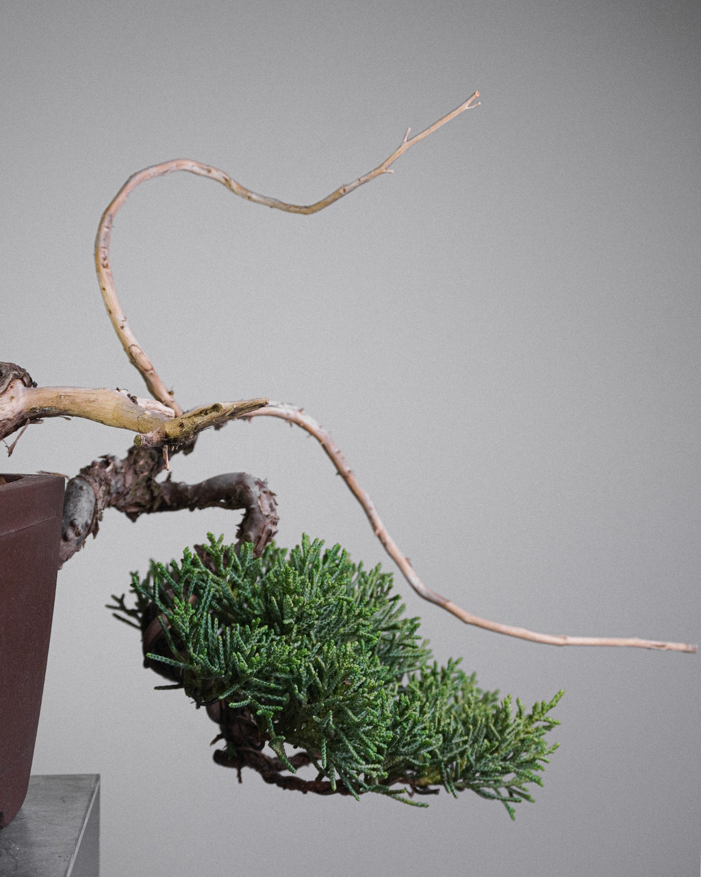 Kishu Juniper 015