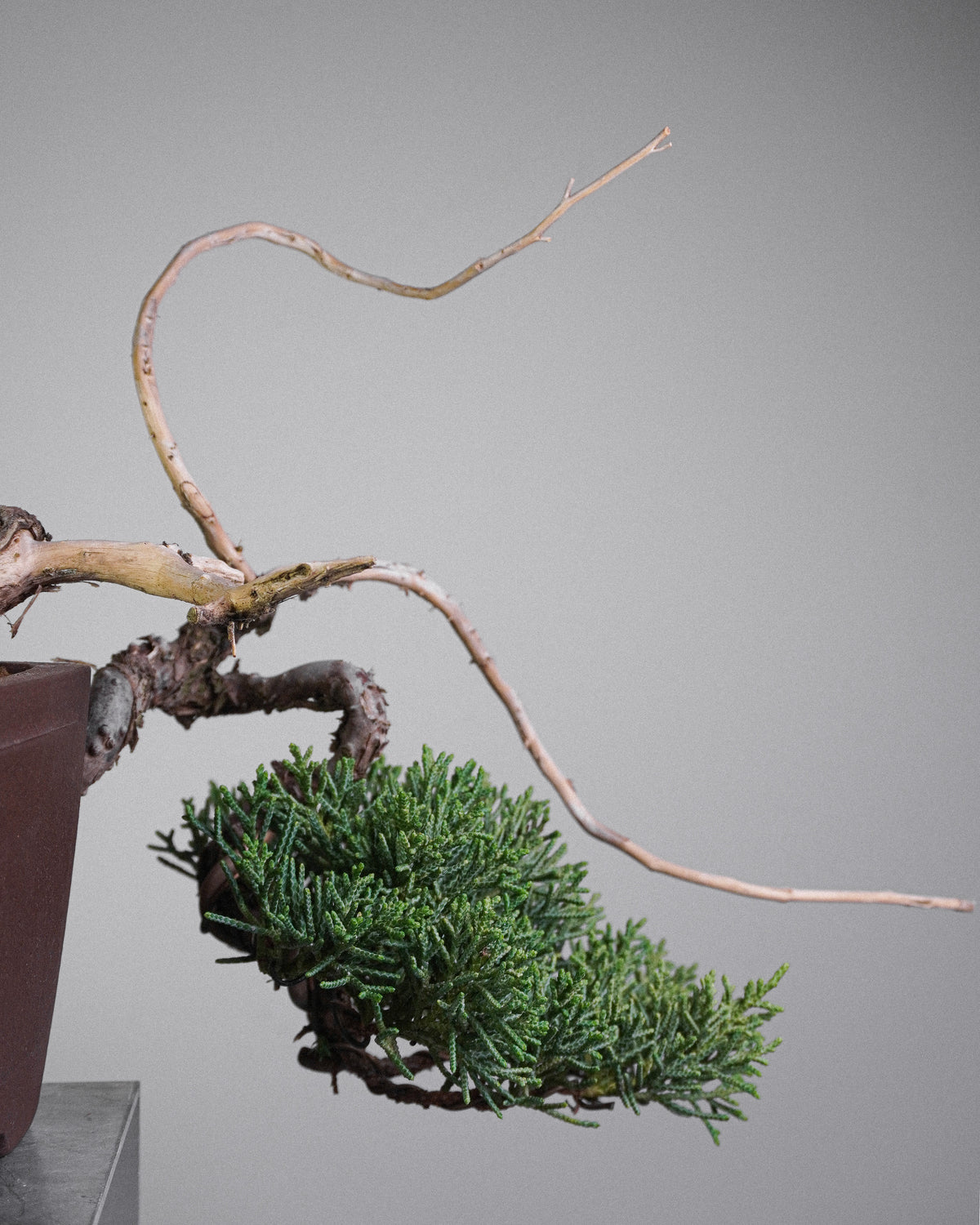 Kishu Juniper 015