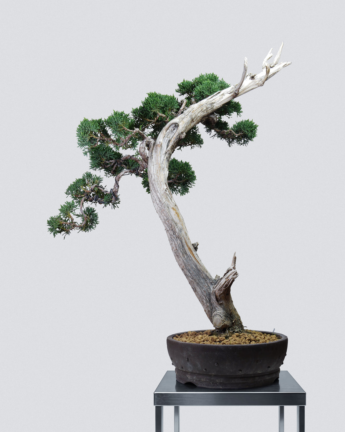 Kishu Juniper