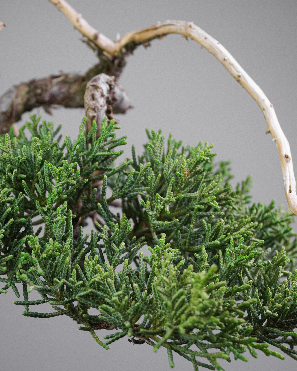 Kishu Juniper 015