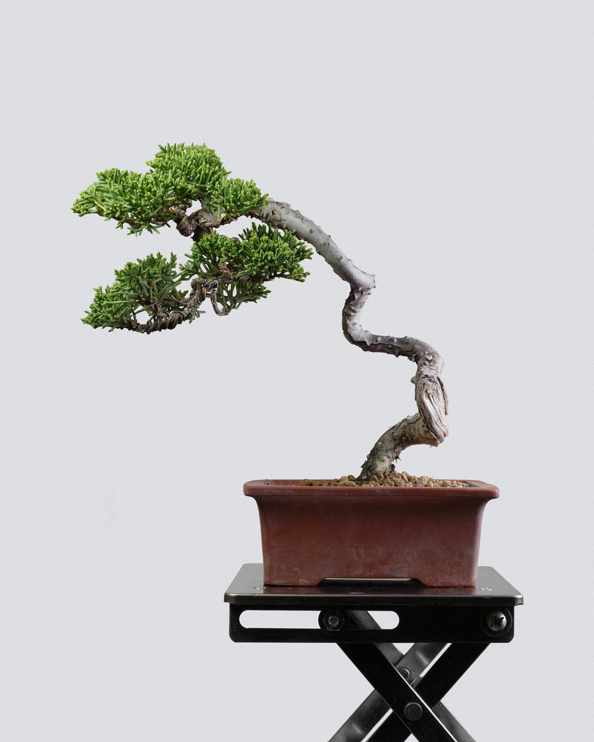 Kishu Juniper
