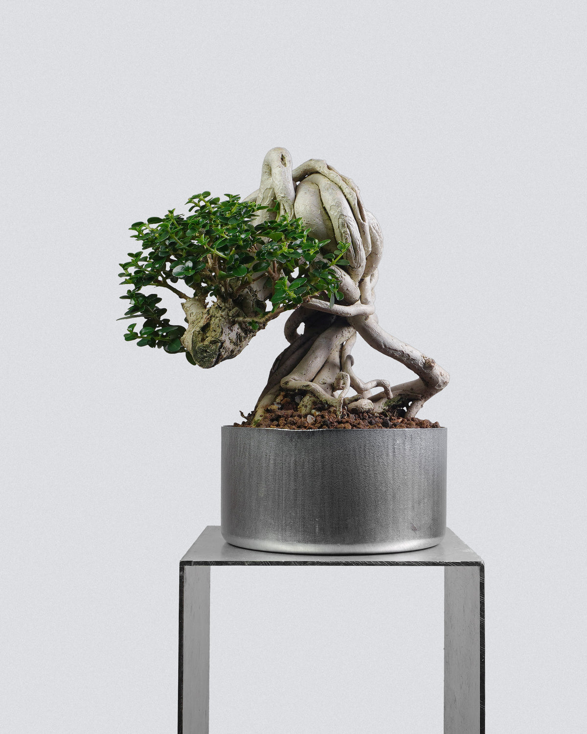 Premna 008